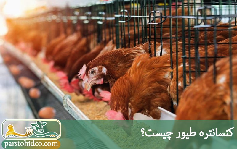 کنسانتره طیور 